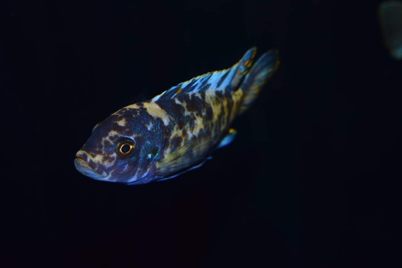 Maylandia zebra 'Chizumulu Island'